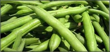 Yeşil Fasulye Besin Değeri? Yeşil Fasulye Besin Değeri?
